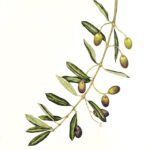 Profile picture of Alessandra Zaugg